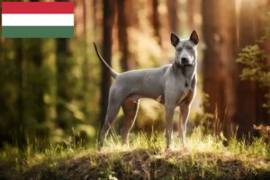 Read more about the article Criadores de Thai Ridgeback e cachorros na Hungria