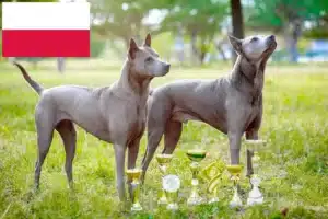 Read more about the article Criadores de Thai Ridgeback e cachorros na Polónia