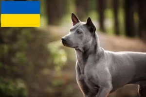 Read more about the article Criadores de Thai Ridgeback e cachorros na Ucrânia