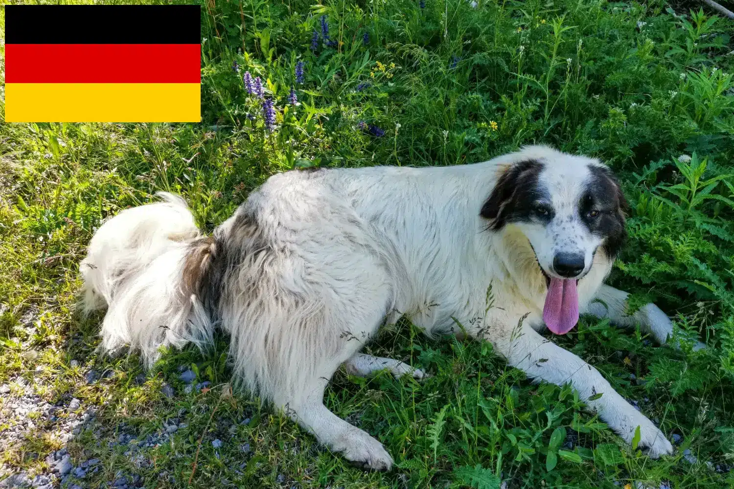 Read more about the article Criadores de Tornjak e cachorros na Alemanha