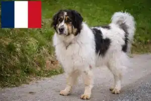 Read more about the article Criadores de Tornjak e cachorros em França