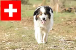 Read more about the article Criadores de Tornjak e cachorros na Suíça