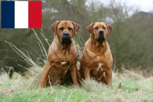 Read more about the article Criadores de Tosa e cachorros em França
