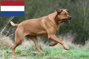 Read more about the article Criadores de Tosa e cachorros nos Países Baixos
