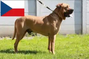 Read more about the article Criadores de Tosa e cachorros na República Checa