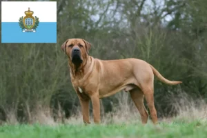 Read more about the article Tosa criadores e cachorros em San Marino