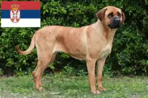Read more about the article Criadores de Tosa e cachorros na Sérvia