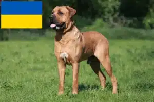 Read more about the article Criadores de Tosa e cachorros na Ucrânia