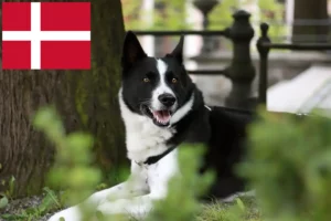 Read more about the article Criadores de cães ursos da Carélia e cachorros na Dinamarca