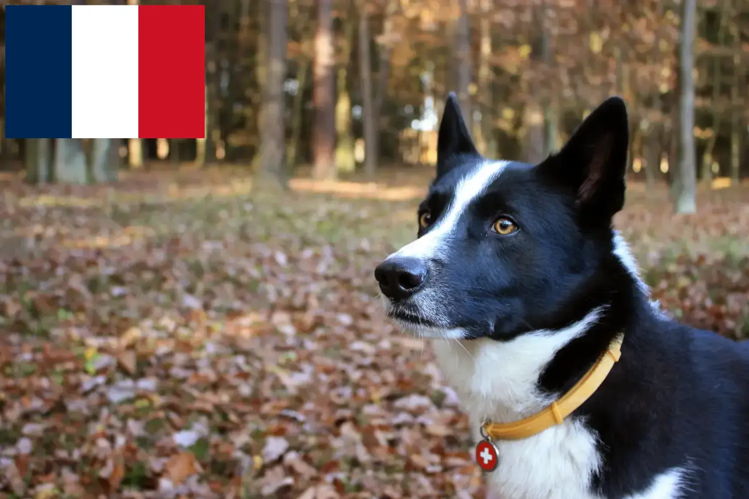 Cão urso da Carélia cachorros e criadores França Aqui pode encontrar criadores de cães ursos da Carélia em França.