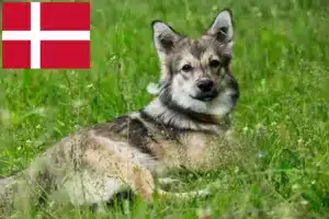 Read more about the article Criadores de Västgötaspets e cachorros na Dinamarca