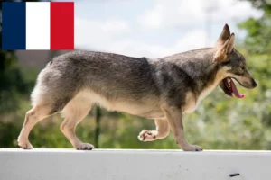 Read more about the article Criadores de Västgötaspets e cachorros em França