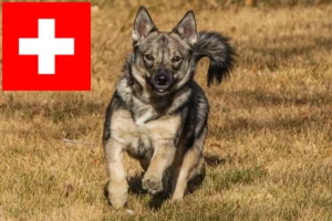 Read more about the article Criadores de Västgötaspets e cachorros na Suíça