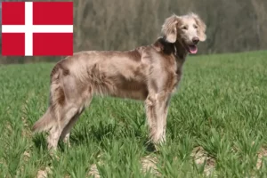 Read more about the article Criadores de Weimaraner e cachorros na Dinamarca