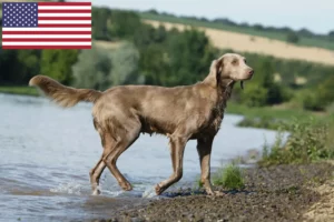 Read more about the article Criadores de Weimaraner e cachorros nos EUA