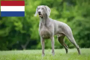 Read more about the article Criadores de Weimaraner e cachorros nos Países Baixos