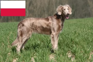 Read more about the article Criadores de Weimaraner e cachorros na Polónia