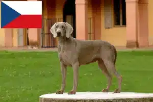 Read more about the article Criadores de Weimaraner e cachorros na República Checa