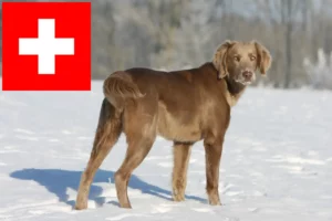 Read more about the article Criadores de Weimaraner e cachorros na Suíça
