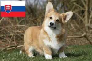Read more about the article Criadores de Welsh Corgi e cachorros na Eslováquia