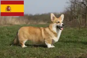 Read more about the article Criadores de Welsh Corgi e cachorros em Espanha