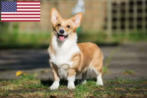 Read more about the article Criadores de Welsh Corgi e cachorros nos EUA