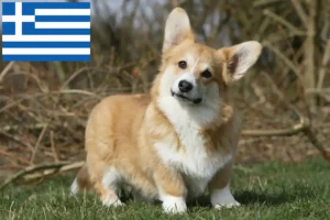 Read more about the article Criadores de Welsh Corgi e cachorros na Grécia