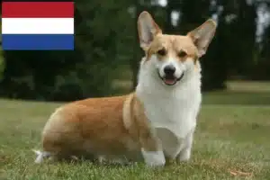 Read more about the article Criadores de Welsh Corgi e cachorros nos Países Baixos