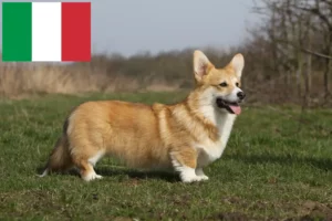 Read more about the article Criadores de Welsh Corgi e cachorros em Itália