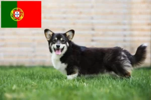 Read more about the article Criadores de Welsh Corgi e cachorros em Portugal