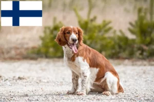 Read more about the article Criadores e cachorros de Welsh Springer Spaniel na Finlândia