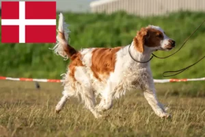 Read more about the article Criadores e cachorros de Welsh Springer Spaniel na Dinamarca