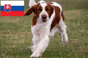 Read more about the article Criadores e cachorros de Welsh Springer Spaniel na Eslováquia