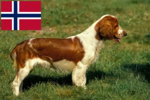 Read more about the article Criadores e cachorros de Welsh Springer Spaniel na Noruega