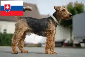 Read more about the article Criadores de Welsh Terrier e cachorros na Eslováquia