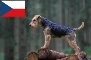 Read more about the article Criadores de Welsh Terrier e cachorros na República Checa