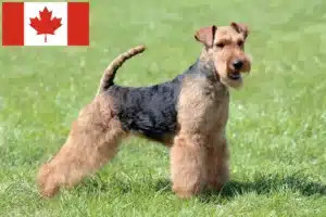 Read more about the article Criadores e cachorros de Welsh Terrier no Canadá