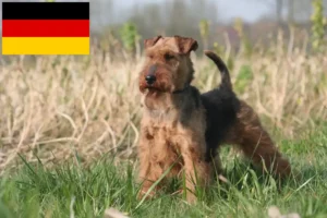Read more about the article Criadores de Welsh Terrier e cachorros na Alemanha