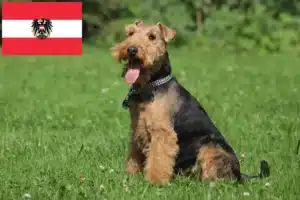 Read more about the article Criadores de Welsh Terrier e cachorros na Áustria