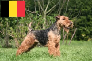 Read more about the article Criadores de Welsh Terrier e cachorros na Bélgica