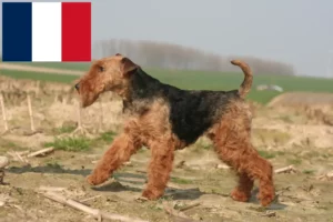 Read more about the article Criadores e cachorros de Welsh Terrier em França