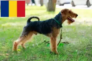 Read more about the article Criadores de Welsh Terrier e cachorros em Roménia