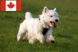 Read more about the article Criadores de Westie e cachorros no Canadá
