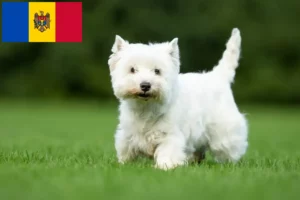 Read more about the article Criadores de Westie e cachorros na República da Moldávia