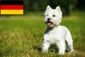 Read more about the article Criadores de Westie e cachorros na Alemanha