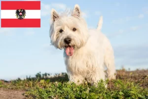 Read more about the article Criadores de Westie e cachorros na Áustria