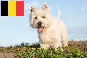 Read more about the article Criadores de Westie e cachorros na Bélgica