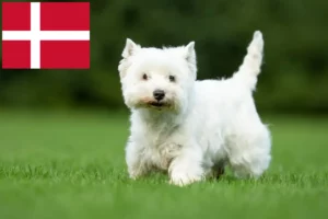Read more about the article Criadores de Westie e cachorros na Dinamarca
