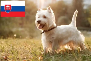 Read more about the article Criadores de Westie e cachorros na Eslováquia