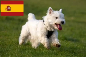 Read more about the article Criadores de Westie e cachorros em Espanha